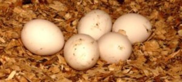 Yumurta Sevenlere Kötü Haber...